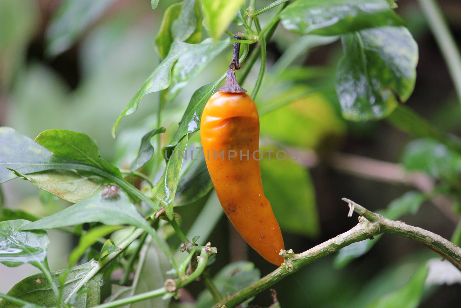 photo image with leaf and yellow chili pepper