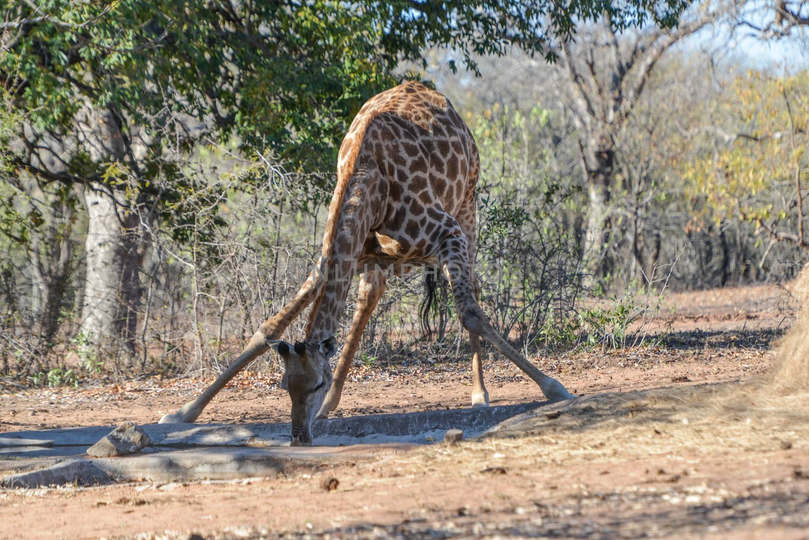 Giraffe drinking at water hole by marcrossmann