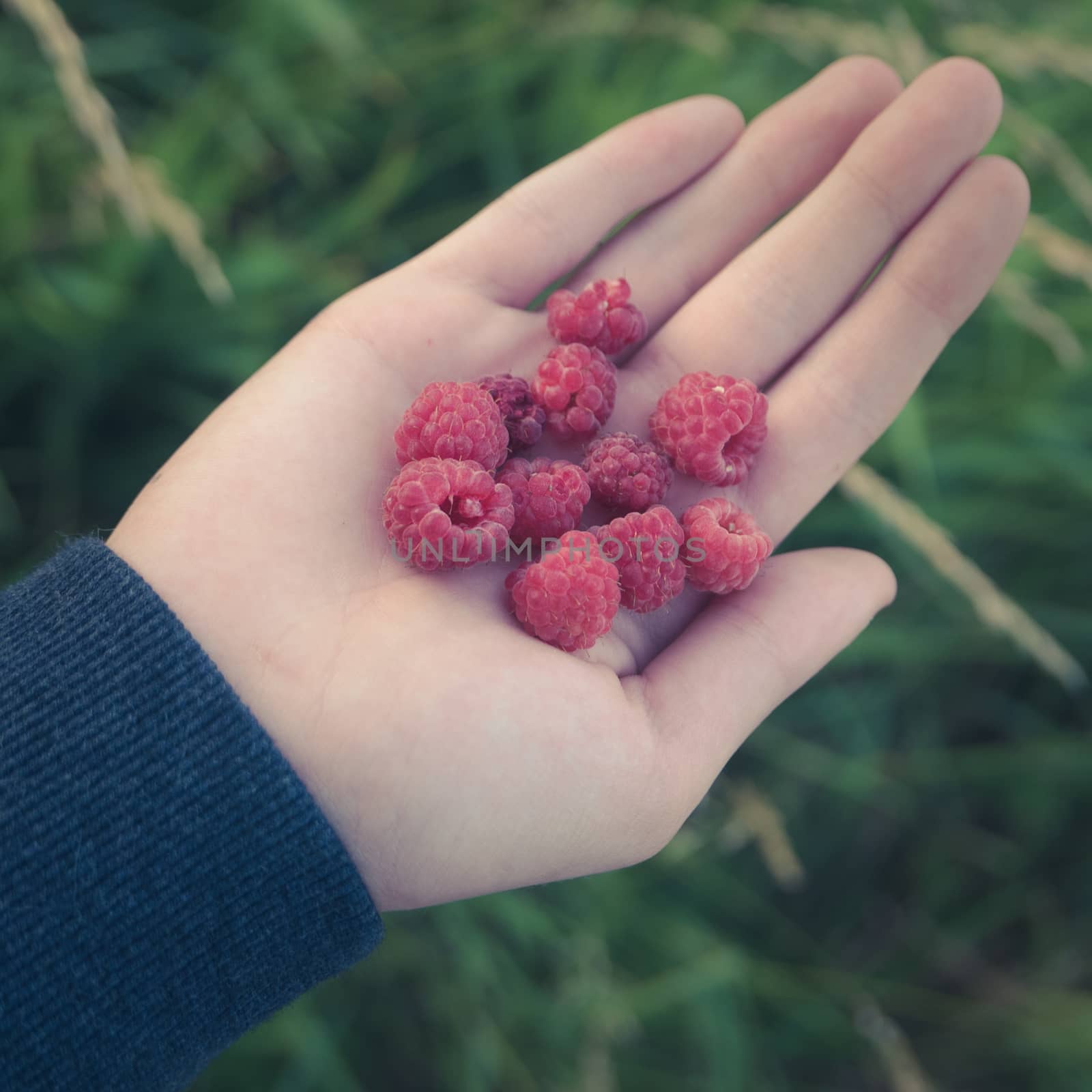 Retro Style Healthy Eating Concept Image Of A Child Holding Some Wild Raspberries
