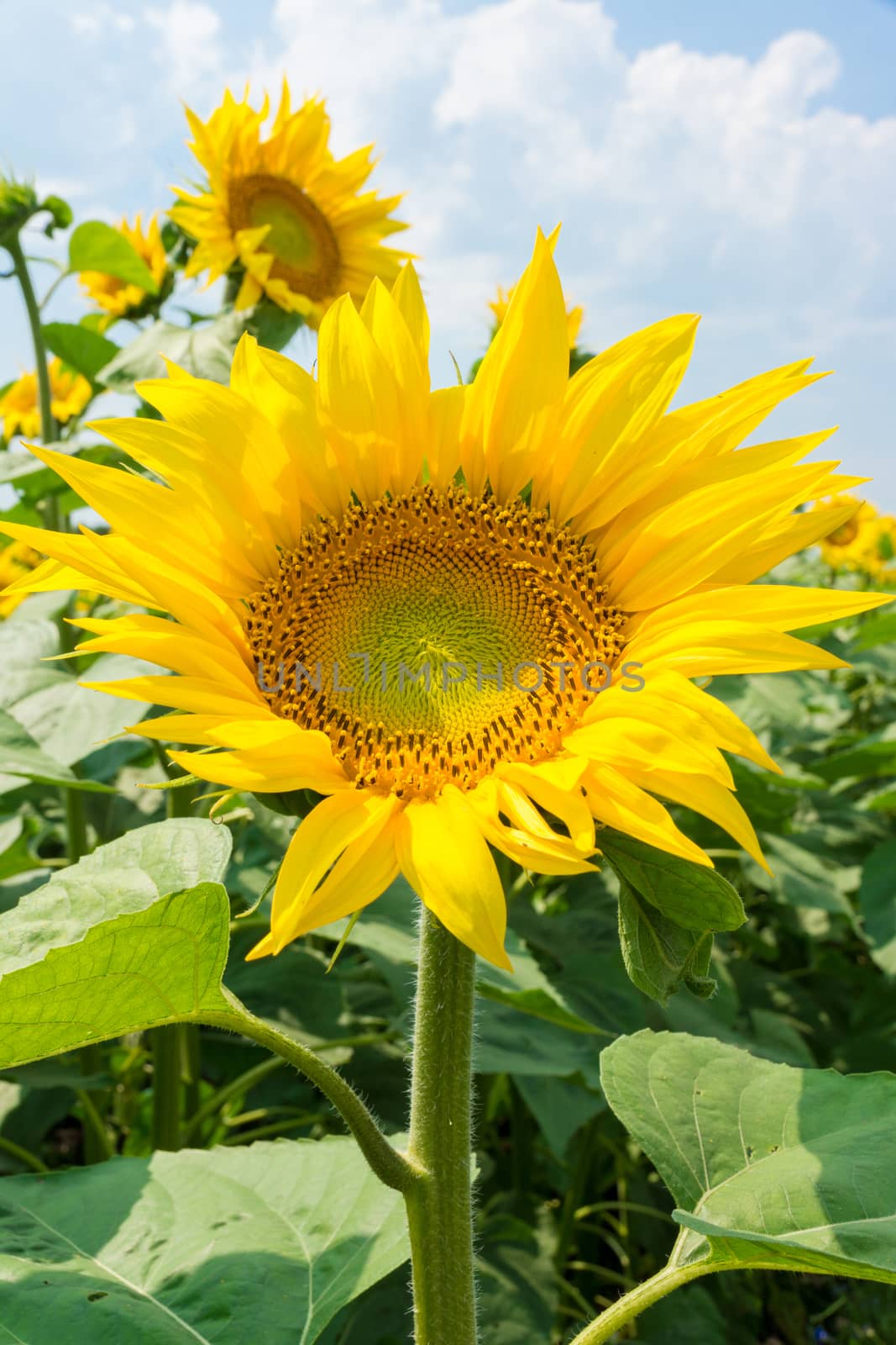 The photo shows blooming sunflowers in the field
