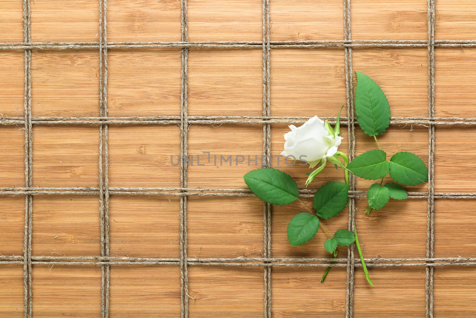 Square lined rope pattern on a wooden background and white rose with leaves interwoven between it. Texture for nature themes
