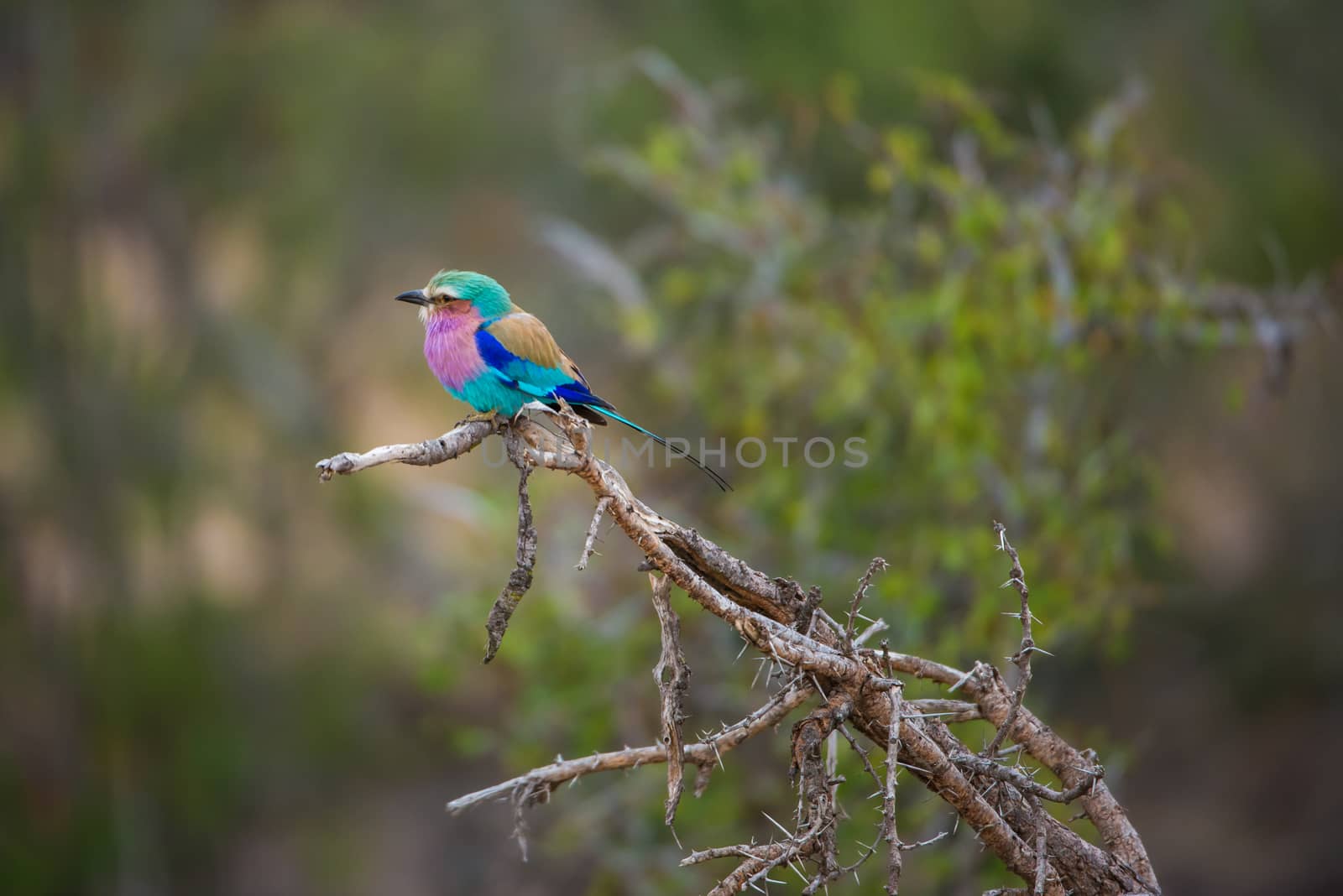 Lilac-Beasted Roller pirched on a thorny branch