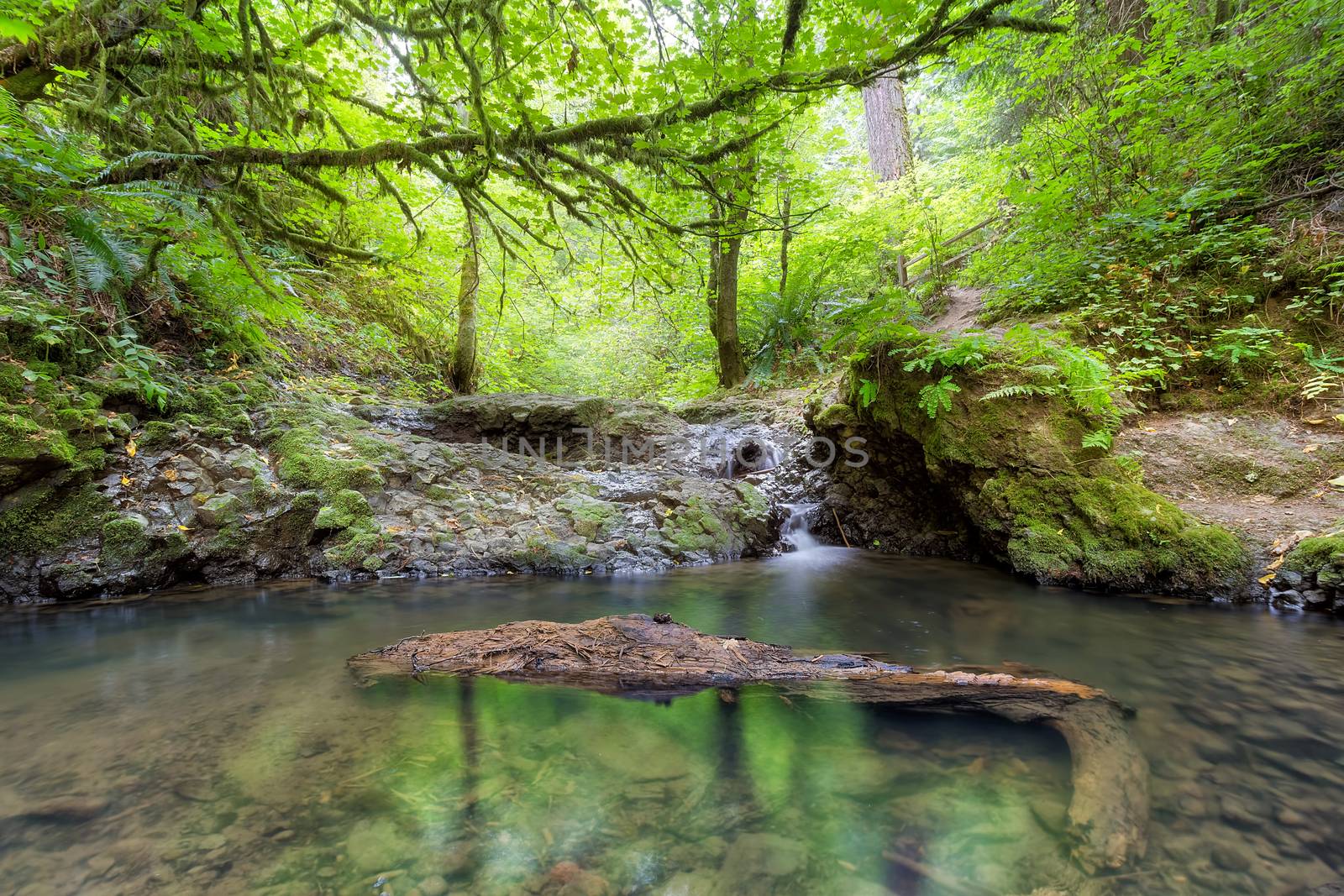 Balch Creek along Wildwood Trail in Portland Oregon