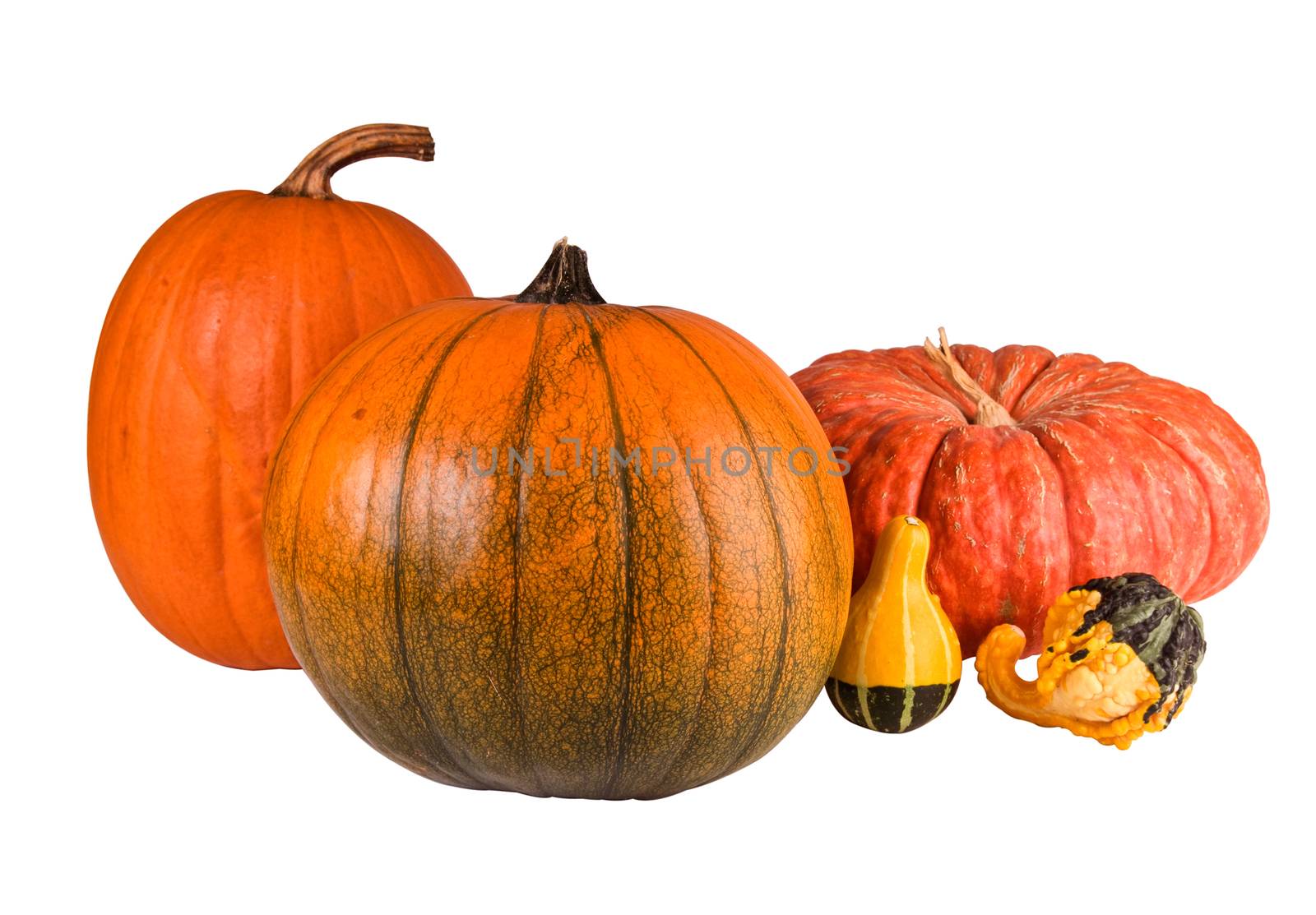 Pumpkins and gourds isolated with a clipping path against a white background,