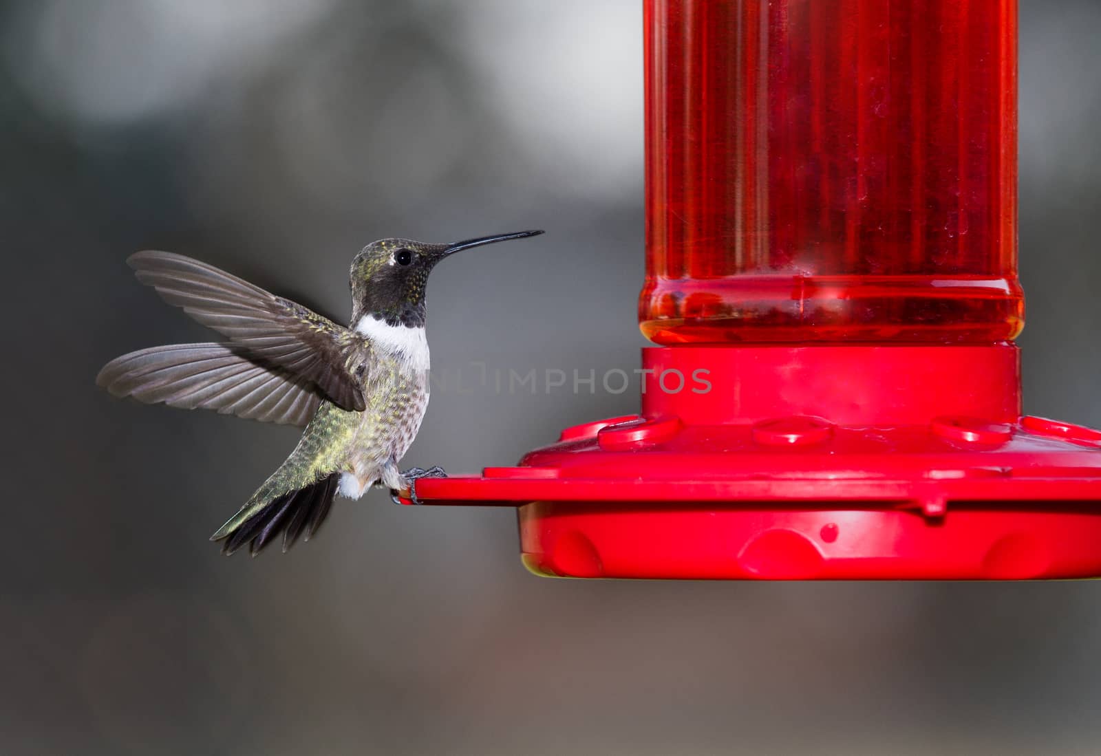 Tiny humming bird flapping its wings while drinking