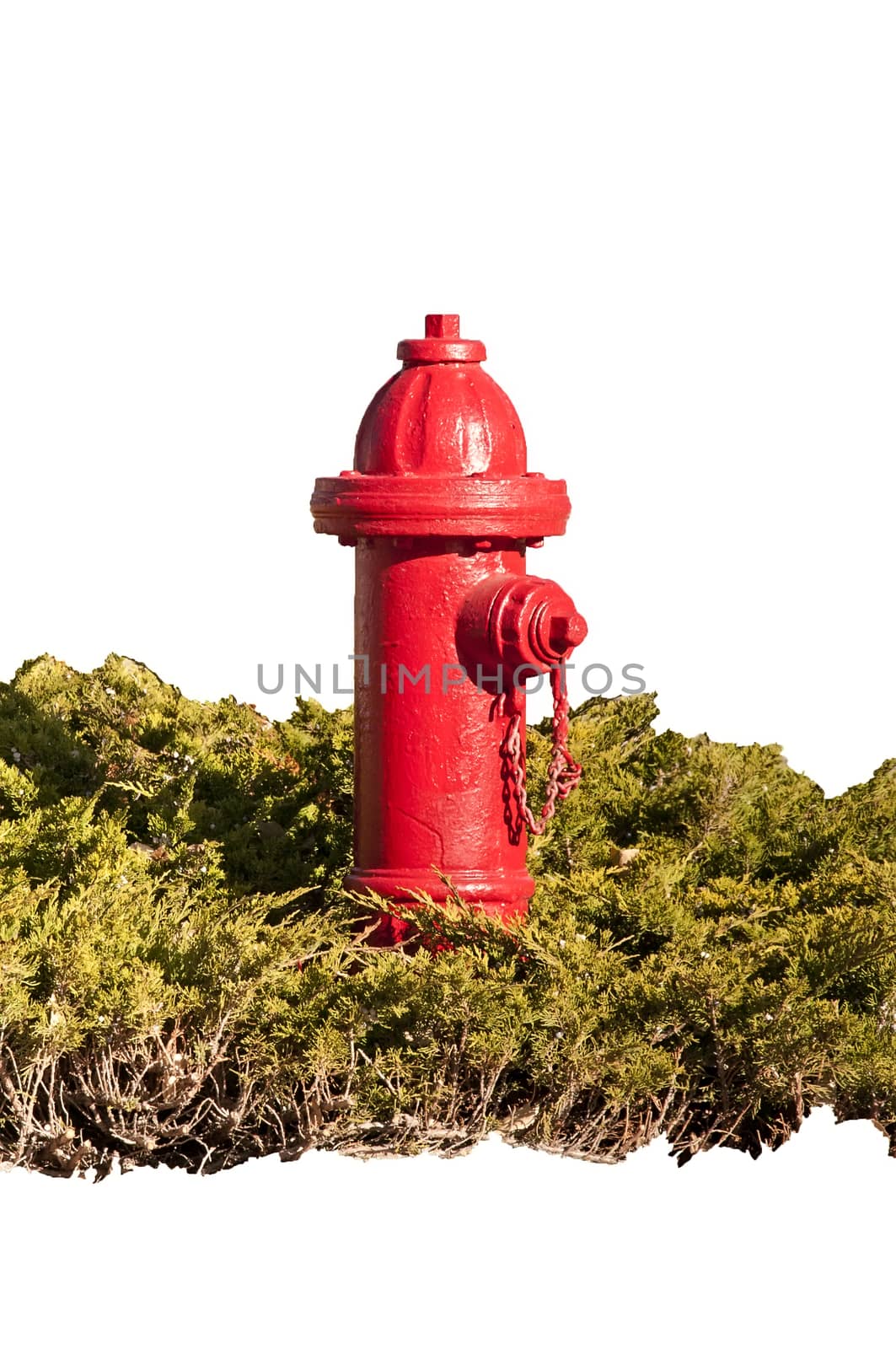 Red fire hydrant in a juniper shrub isolated on a white background with a clipping path