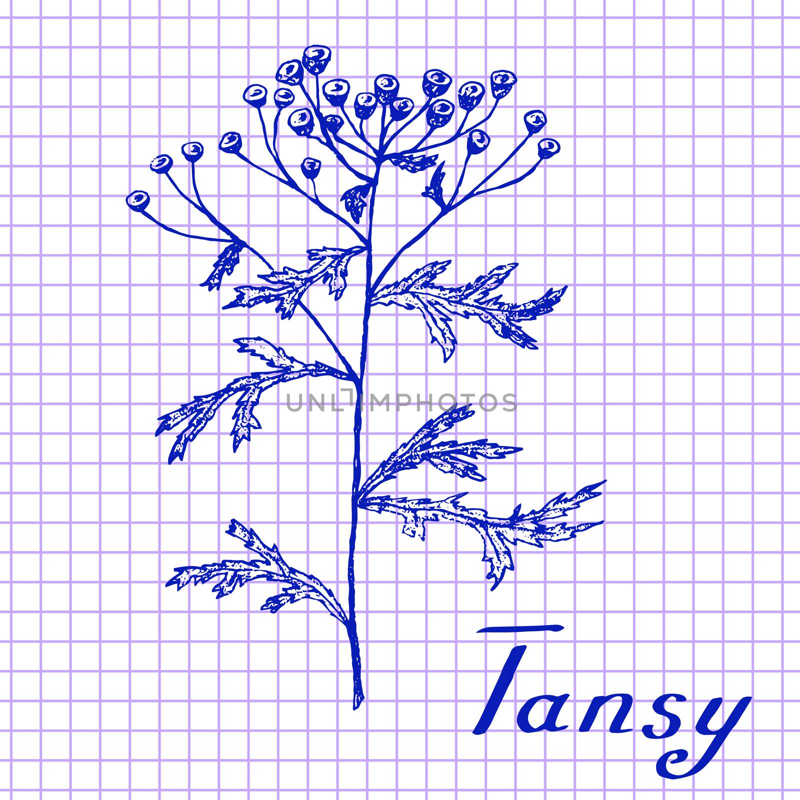 Tansy. Botanical drawing on exercise book background by Julia_Faranchuk