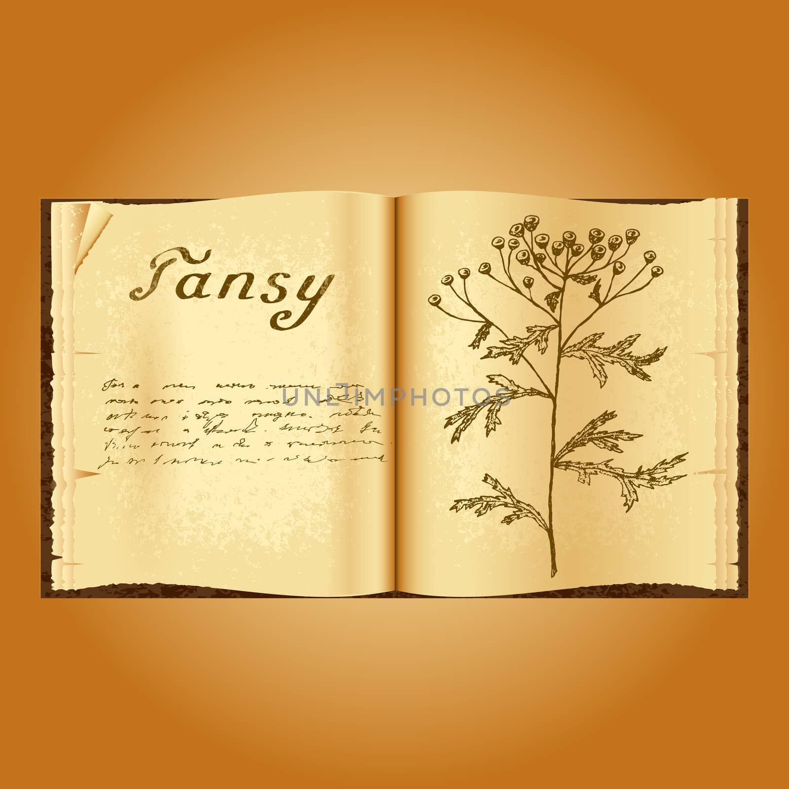 Tansy. Botanical illustration. Medical plants. Book herbalist. Old open book by Julia_Faranchuk