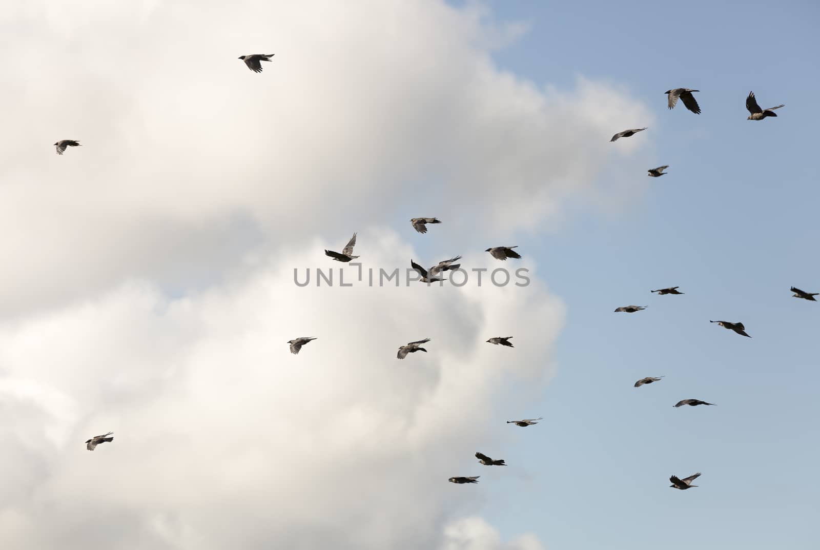 Flock of Western Jackdaws Flying with a partly cloudy sky.