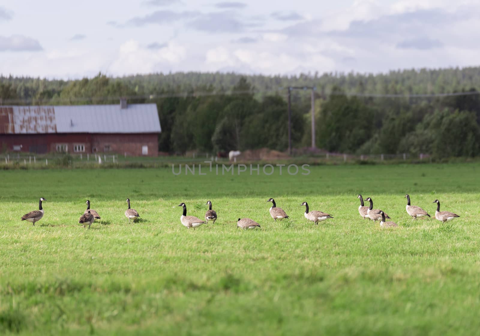 Canada Geese in Farm Field with forest behind.