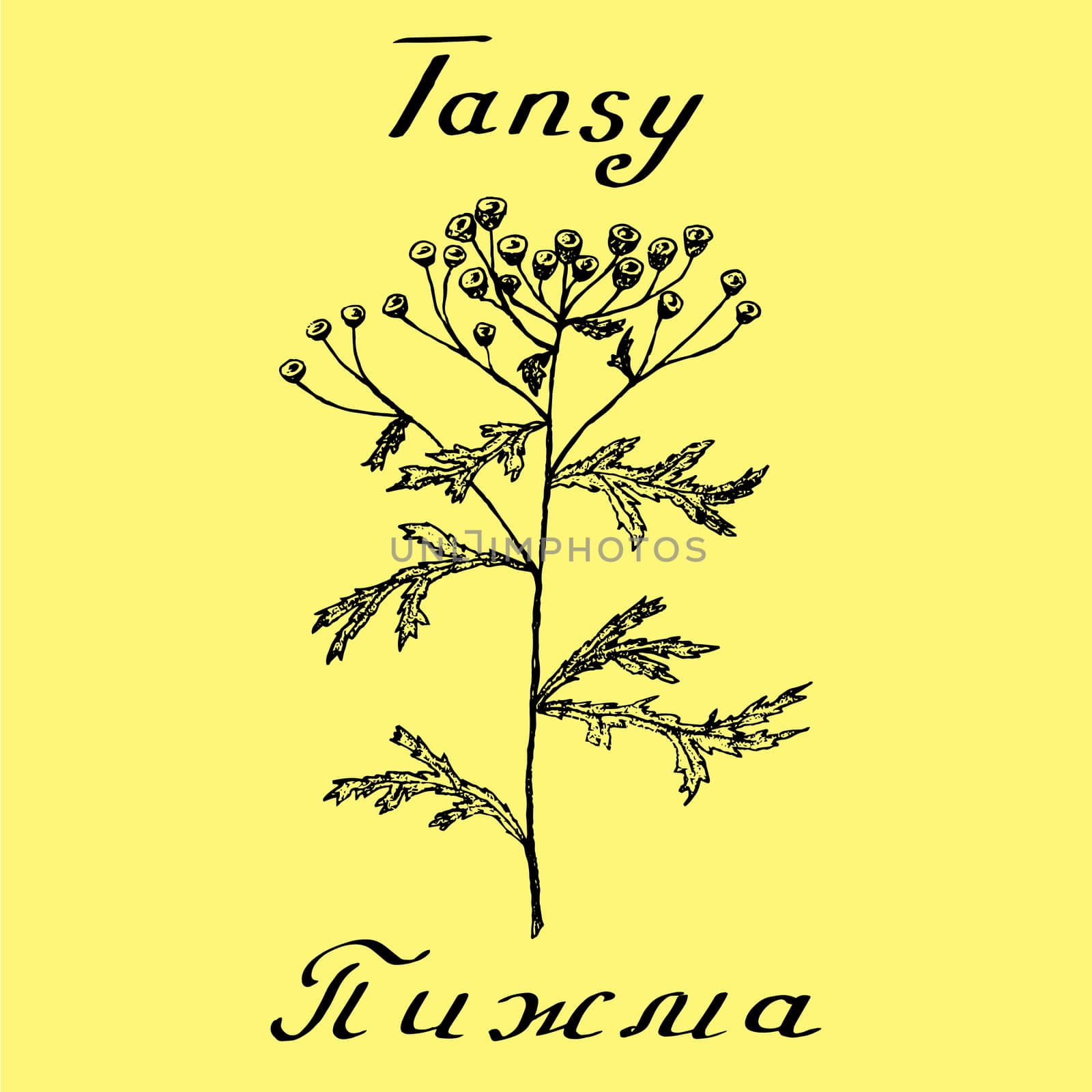 Tansy botanical illustration by Julia_Faranchuk