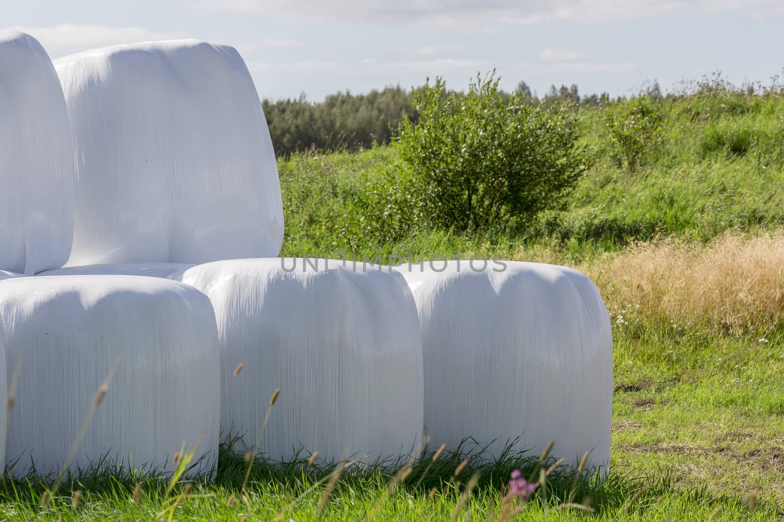 Silage Balls Close Up with vegetation in the background.