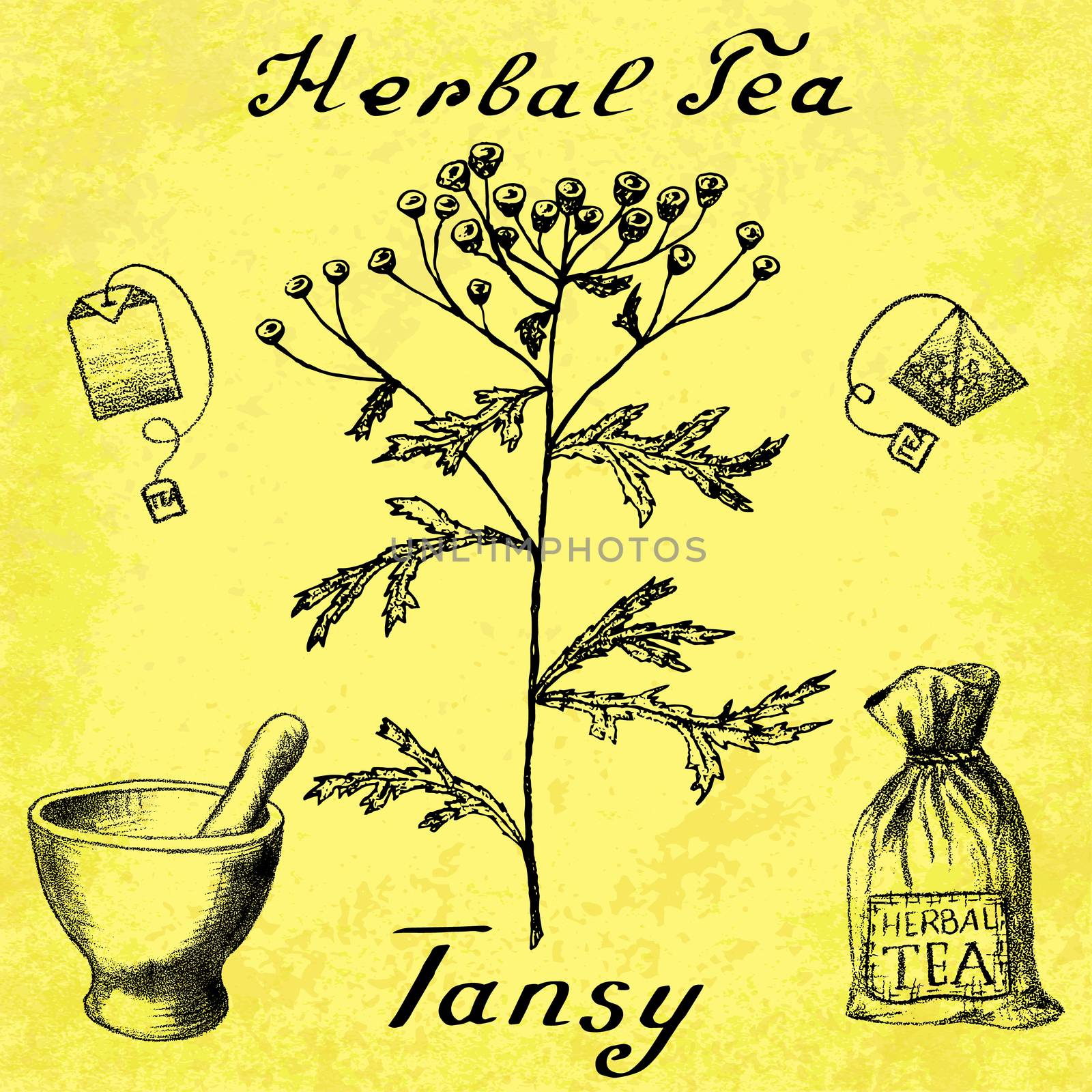 Tansy botanical illustration by Julia_Faranchuk