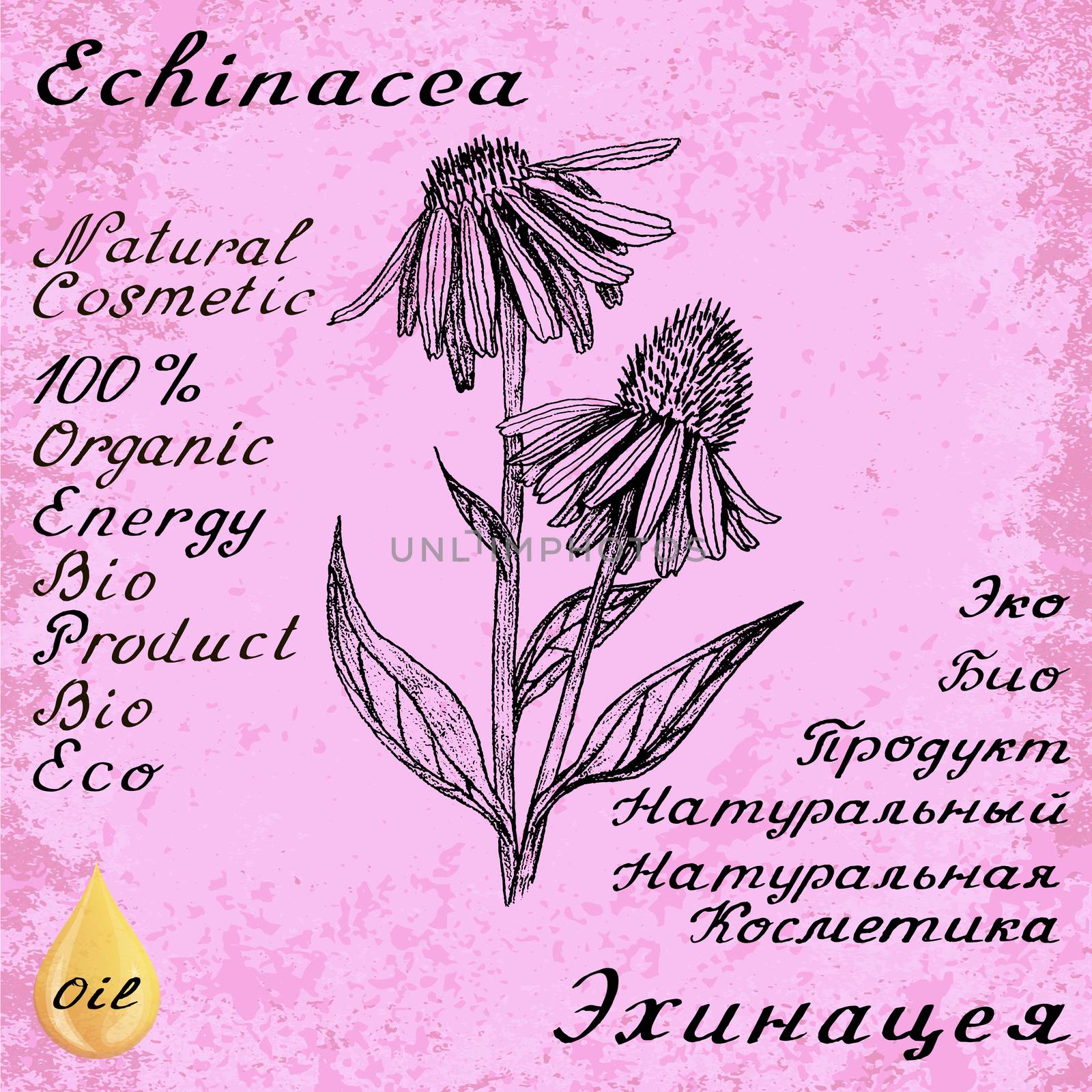 Echinacea botanical illustration by Julia_Faranchuk