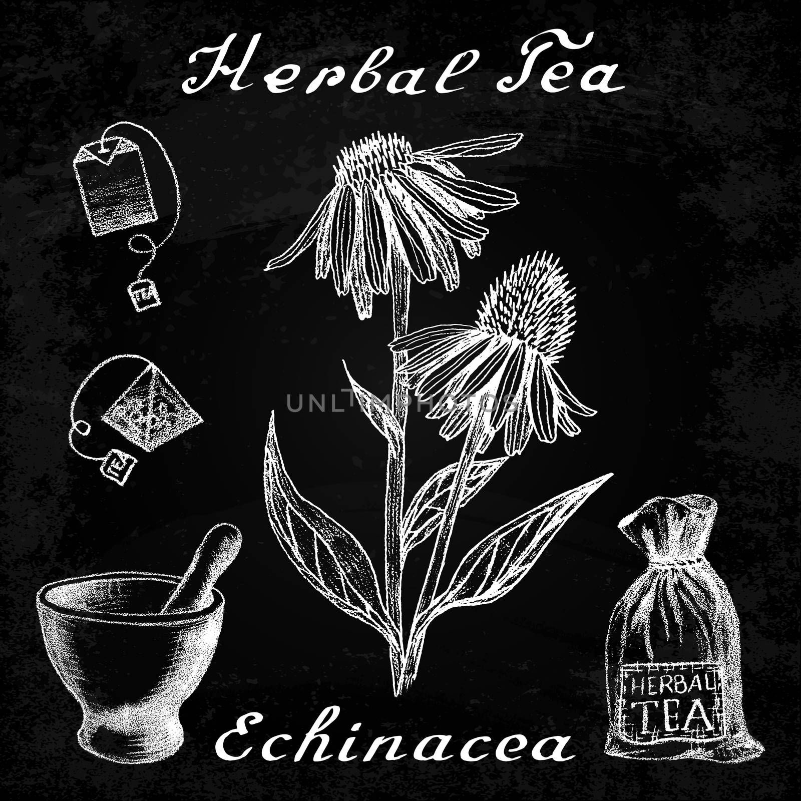 Echinacea hand drawn sketch botanical illustration. Vector drawing. Herbal tea elements - tea bag, bag, mortar and pestle. Medical herbs. Lettering in English languages. Effect chalk board