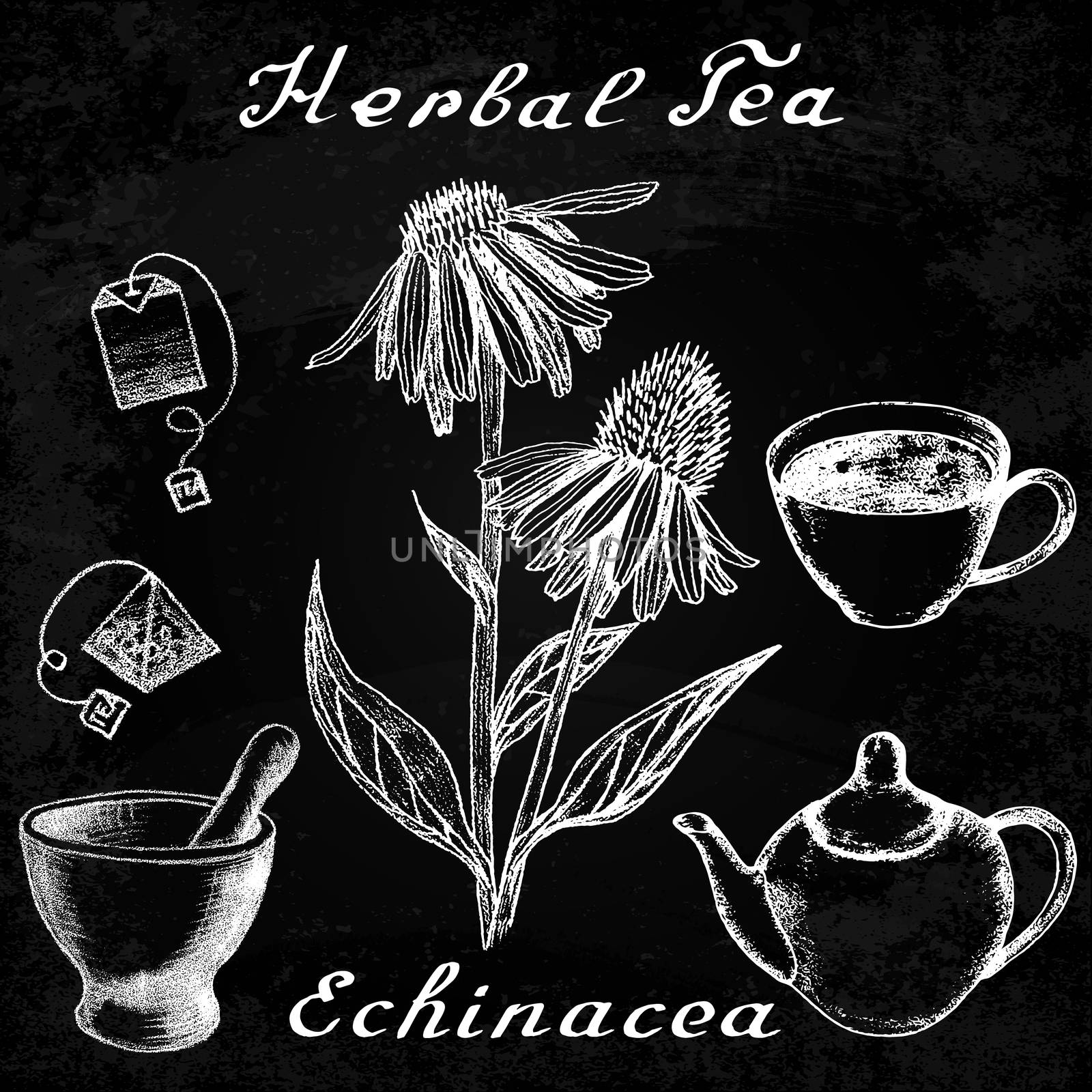 Echinacea hand drawn sketch botanical illustration. Vector drawing. Herbal tea elements - cup, teapot, kettle, tea bag, bag, mortar and pestle. Medical herbs. Lettering in English. Effect chalk board