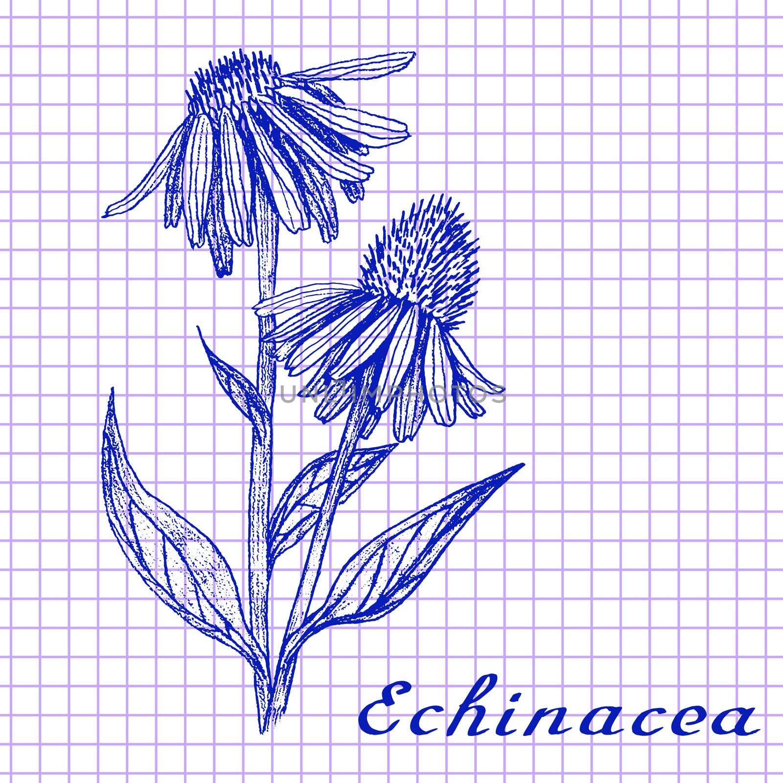 Echinacea. Botanical drawing on exercise book background by Julia_Faranchuk