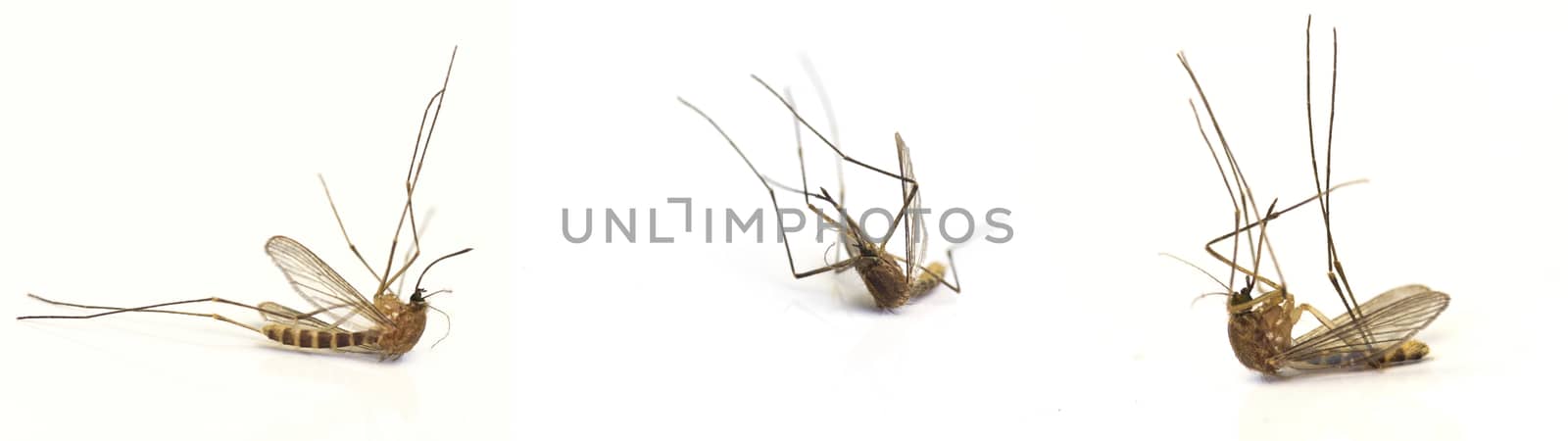 Dead mosquito's on white background