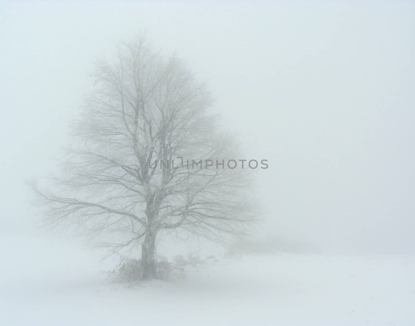 Lonely tree in fog in winter