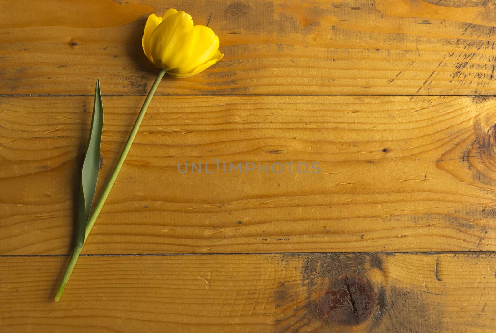 Yellow tulip on a wooden surface by Kidza