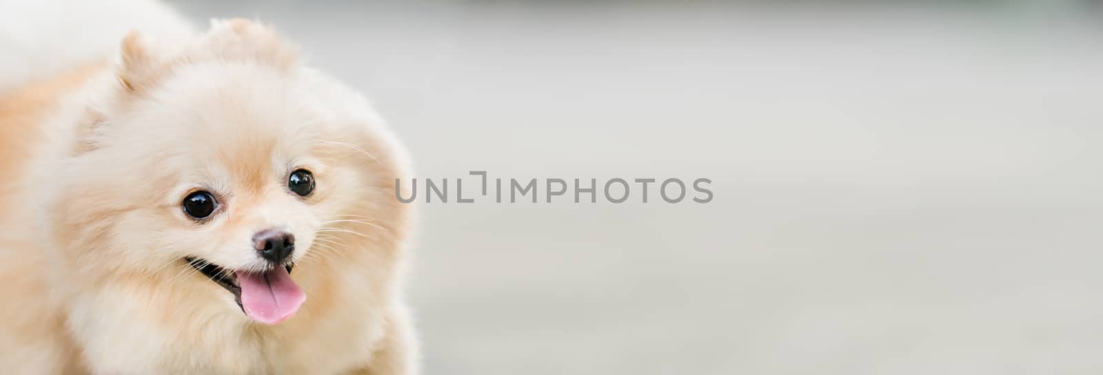 Cute pomeranian dog smiling funny, with copy space, horizontal rectangular image, focus on the eye