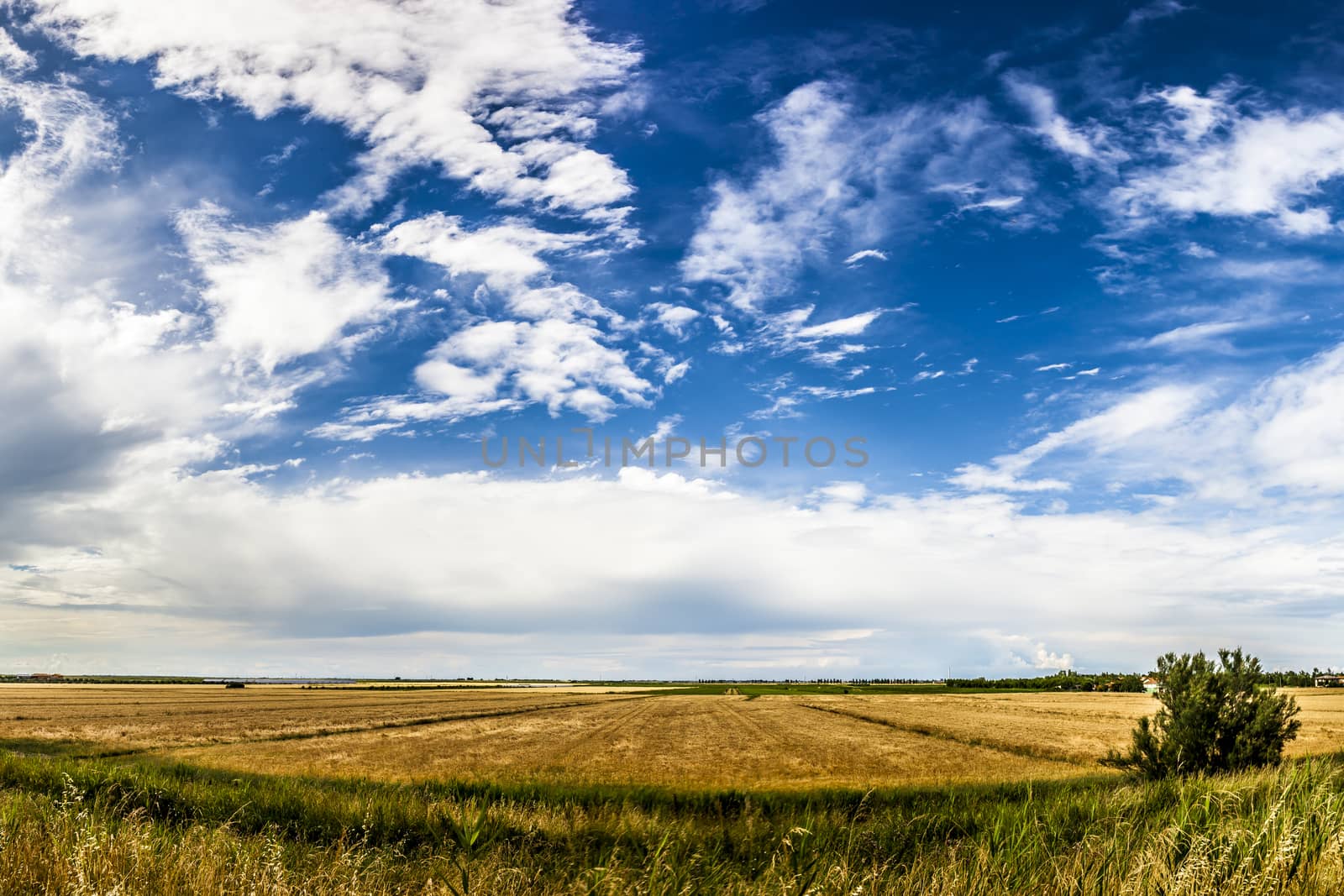 Wheat field with blue sky with sun and clouds in northern Italy