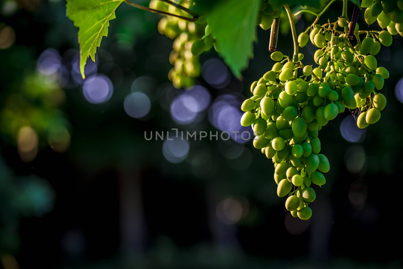Vine and bunch of white grapes in a italian summer garden