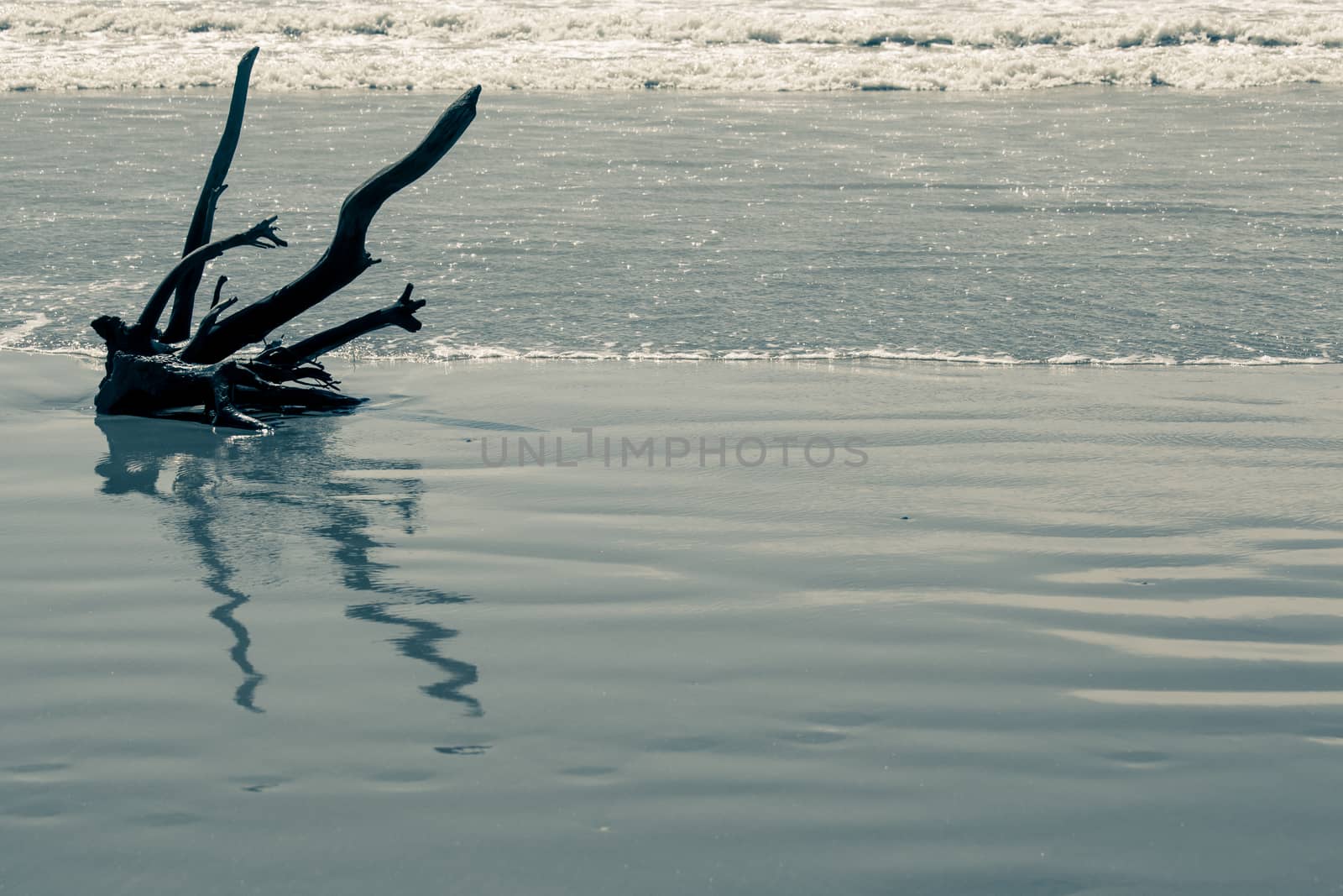Drift wood on the beach in northern Italy during summertime