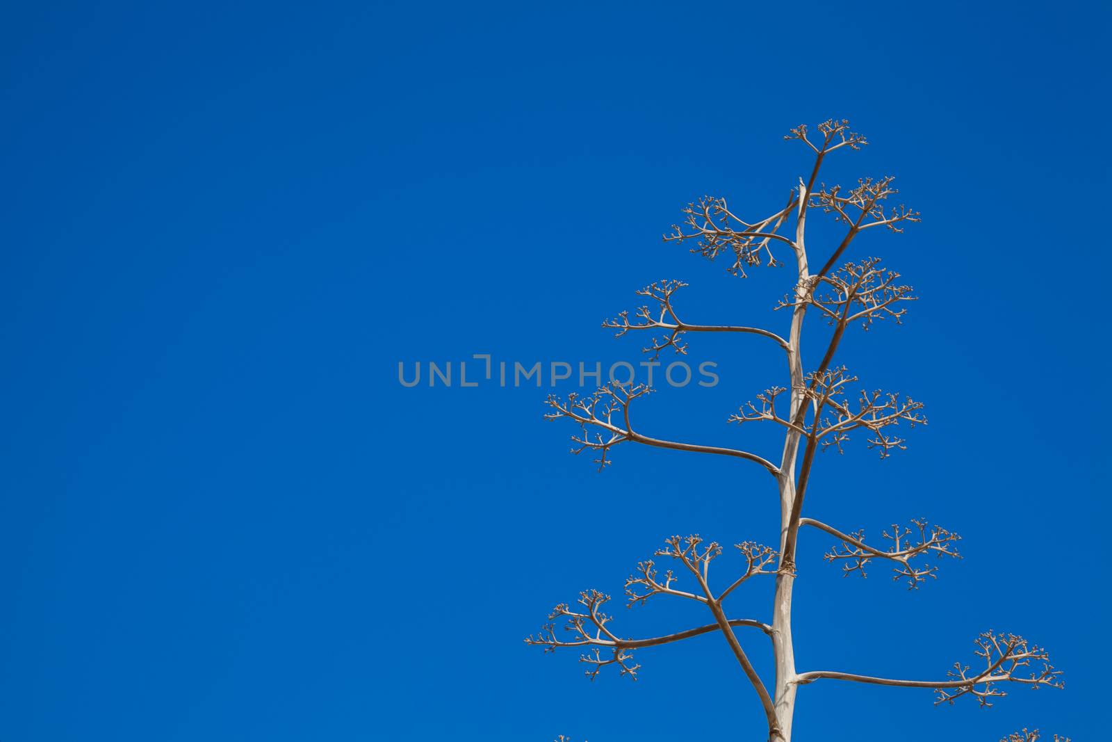 A tight and narrow tree over a blue sky