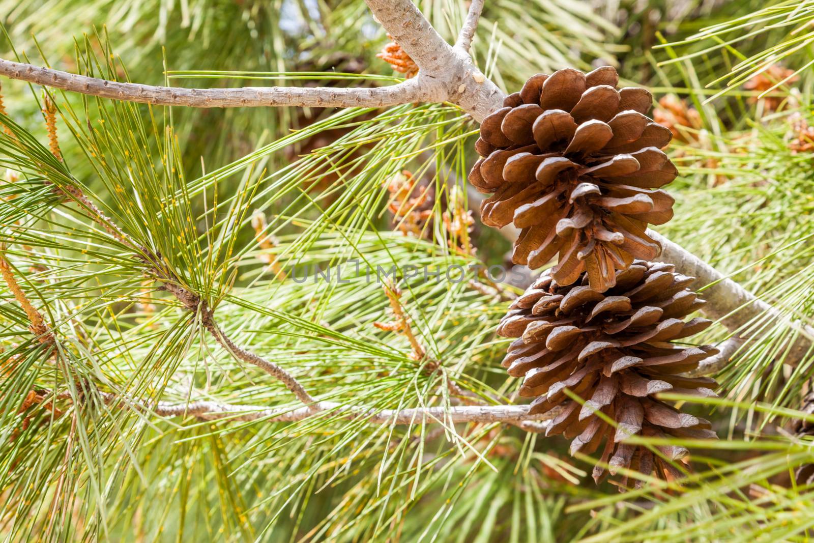 A couple of drought acorns hanged to their tree close to green leaves