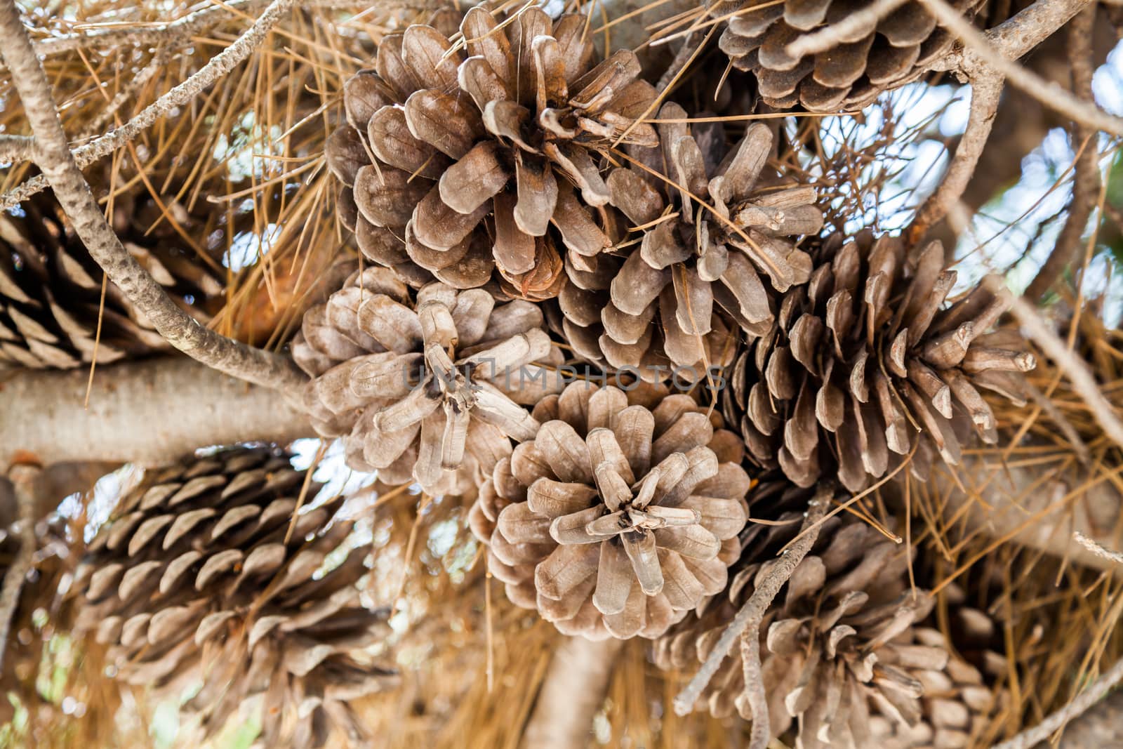 A set of drought acorns hanged to their tree