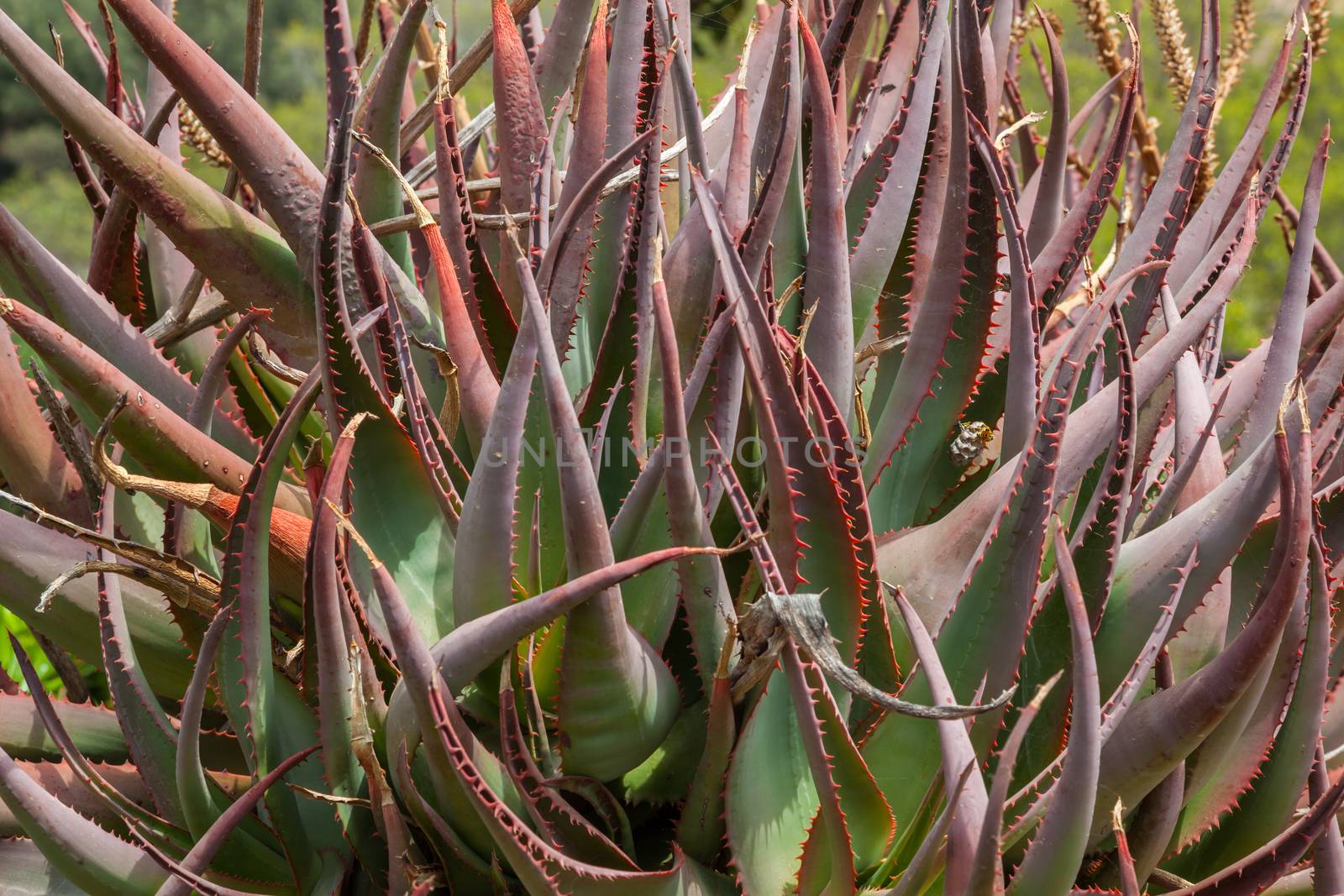 A green and red bush made of cactus quills