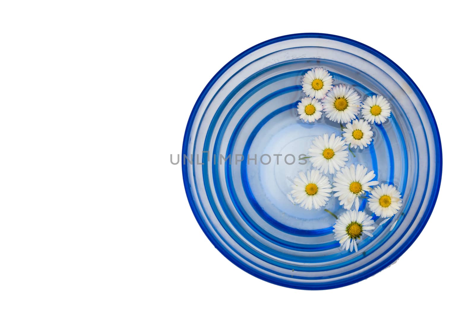 A blue glass vase filled with water and daisies