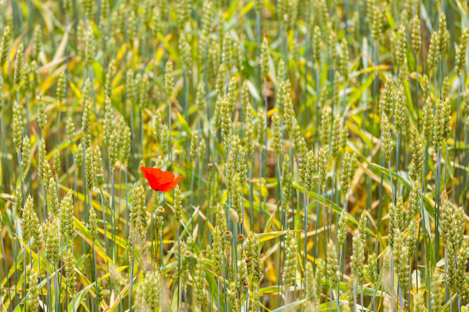 A red poppy in the middle of a wheat field