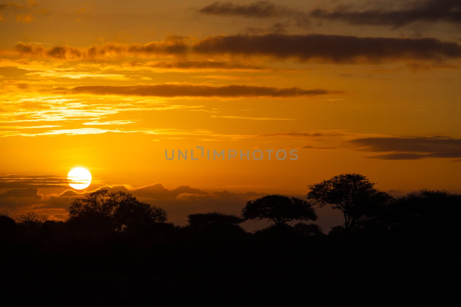 A typical african sunset with trees silhouettes and clouds
