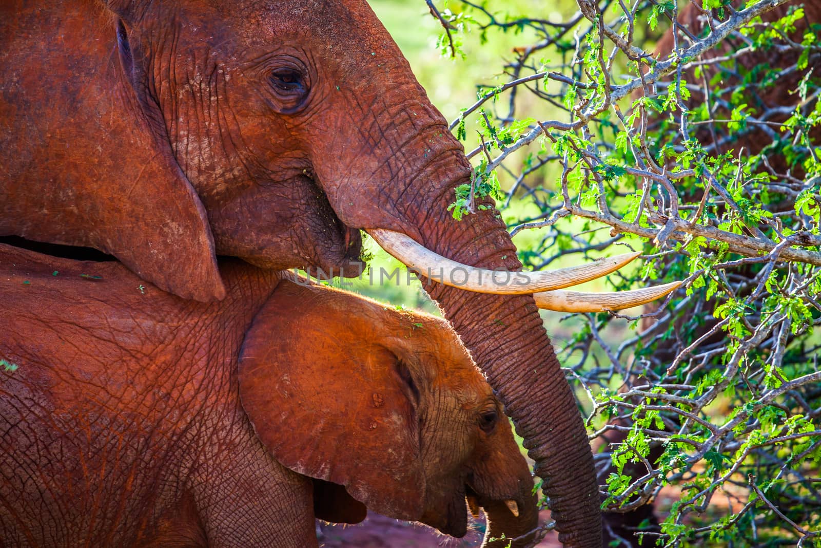 An elephant mom with her baby covered in red dust