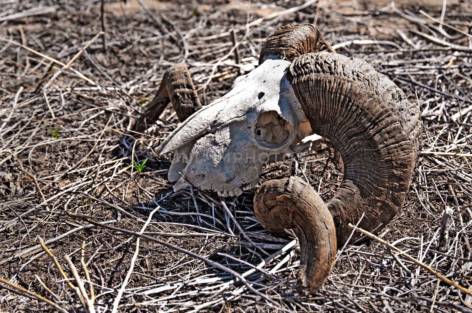 Weathered ram's skull laying on the high plains among dried twigs and grass.