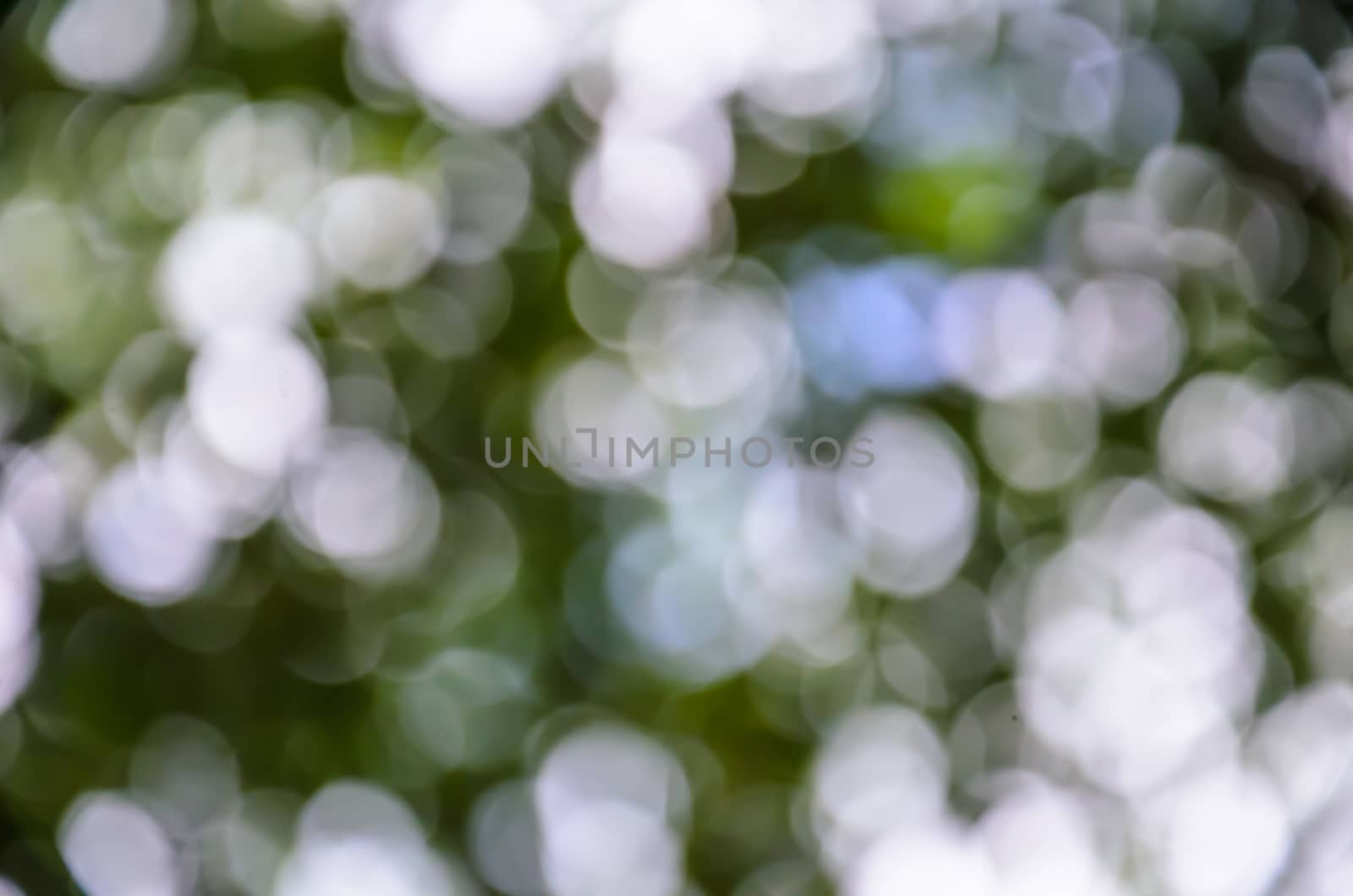 Light blur and bokeh green color background by worrayuth