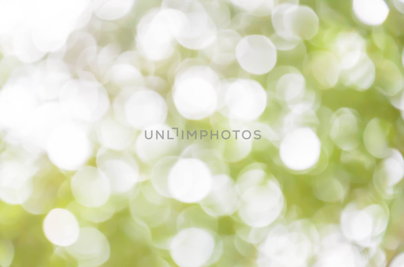 Green light bokeh background