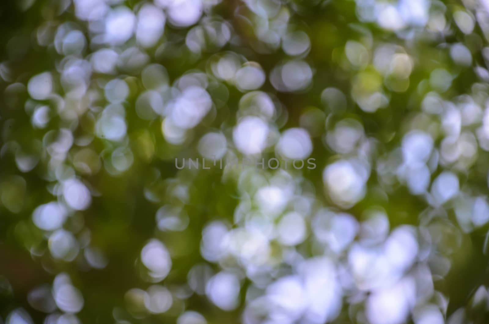 Abstract nature backgrounds, green bokeh by worrayuth