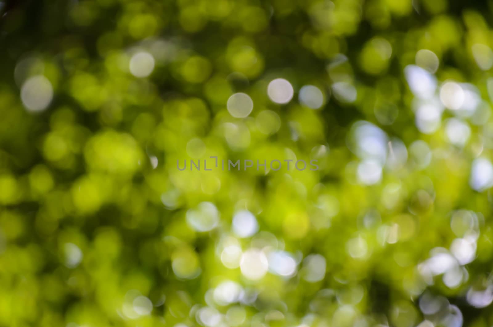 Abstract nature backgrounds,bokeh light background by worrayuth