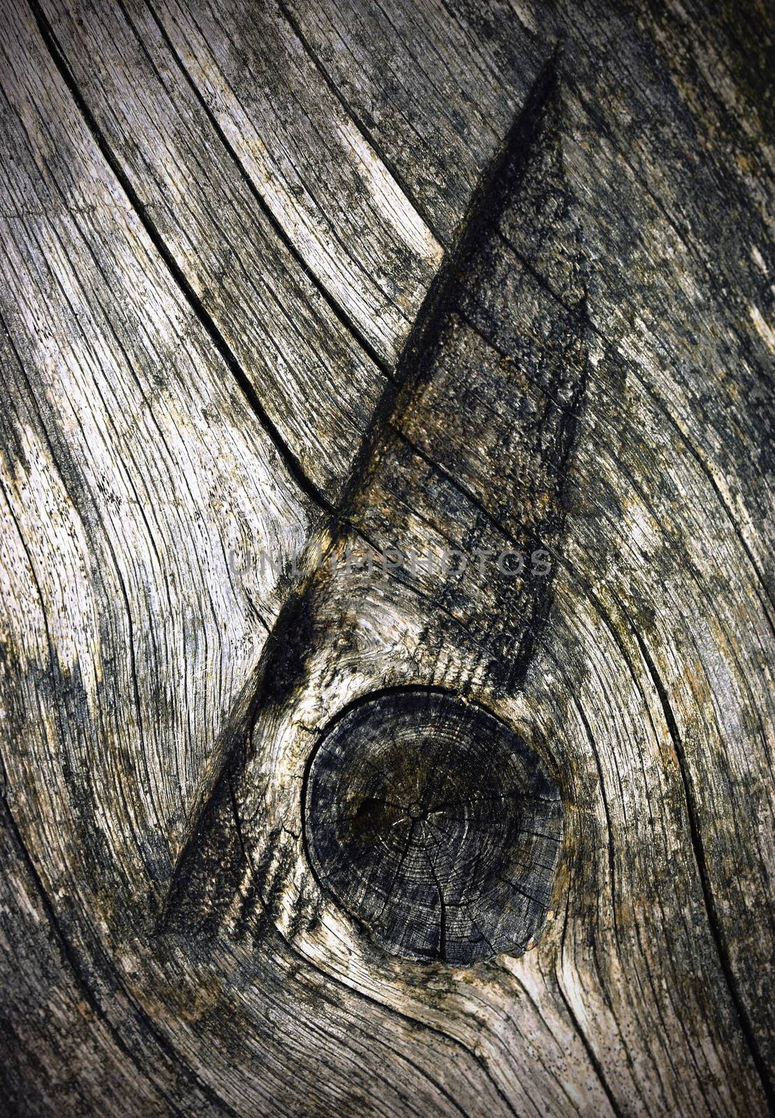 cut twig on old wood by Ahojdoma