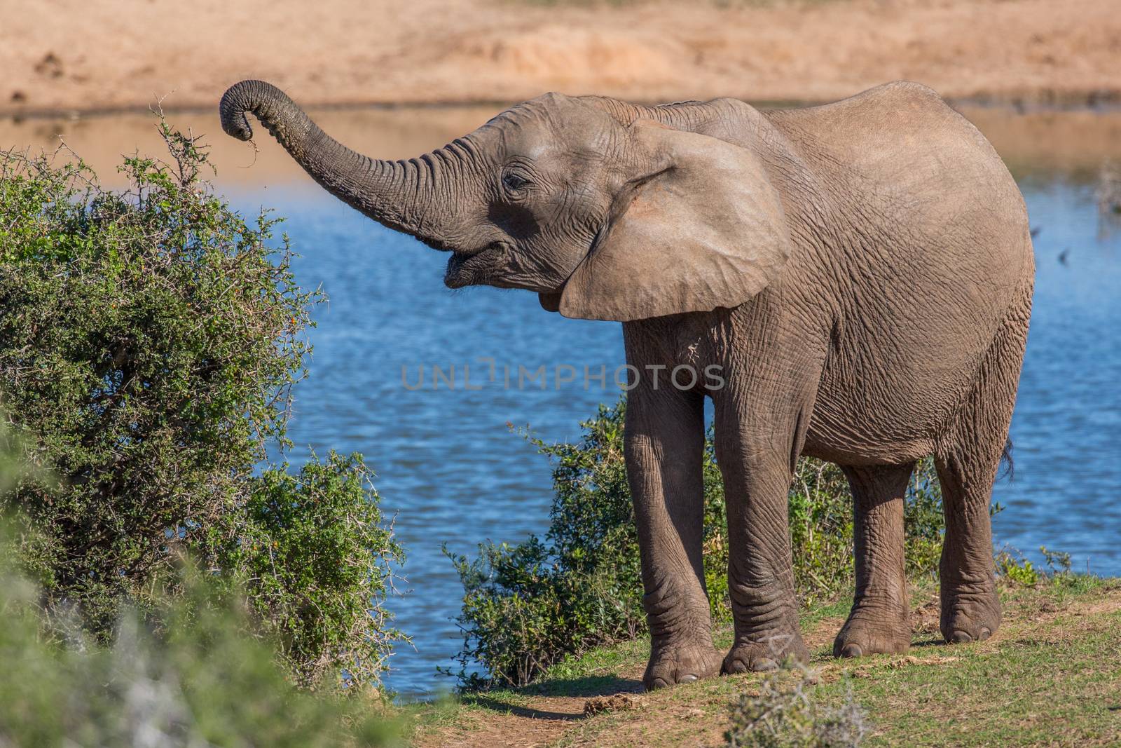 African female elephant with trunk outstretched to pick leaves off a tree