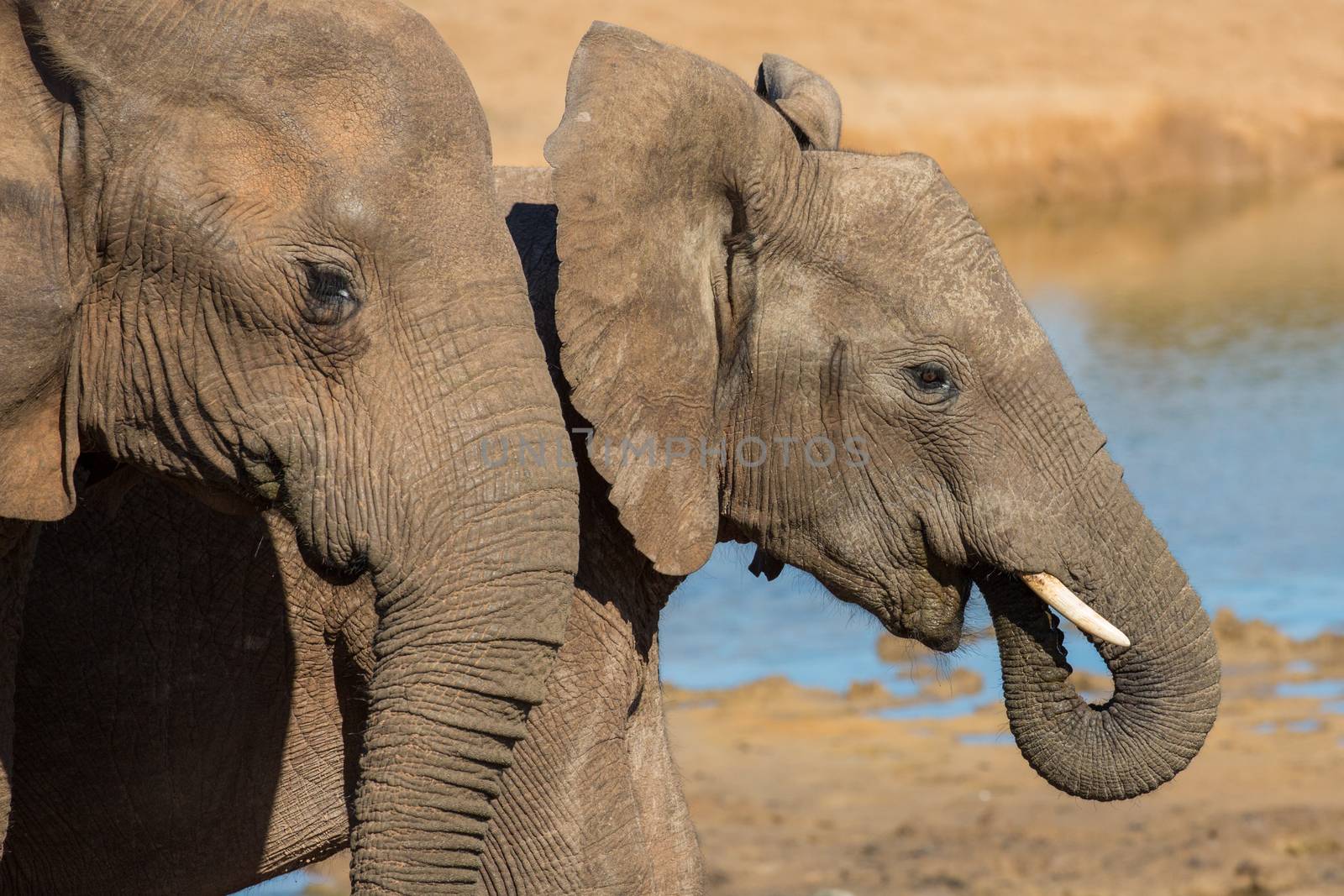 African Elephant Friends by fouroaks