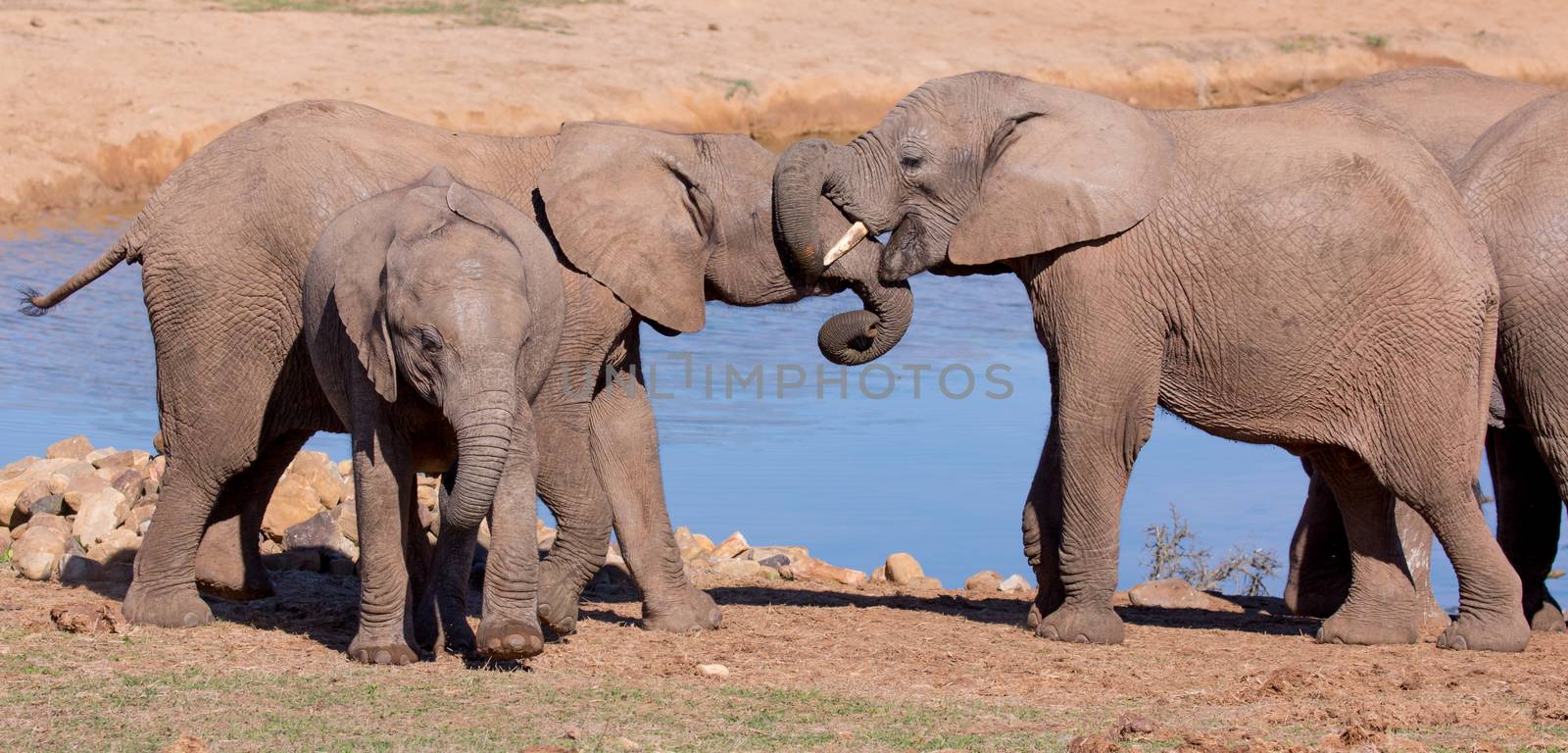 Friendly African elephants greeting at the water hole