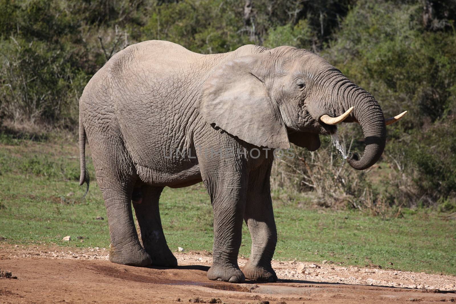 Big Male Elephant Drinking by fouroaks