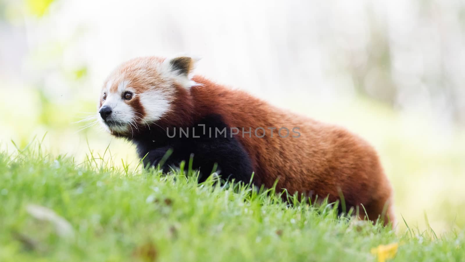 The Red Panda, Firefox or Lesser Panda by michaklootwijk