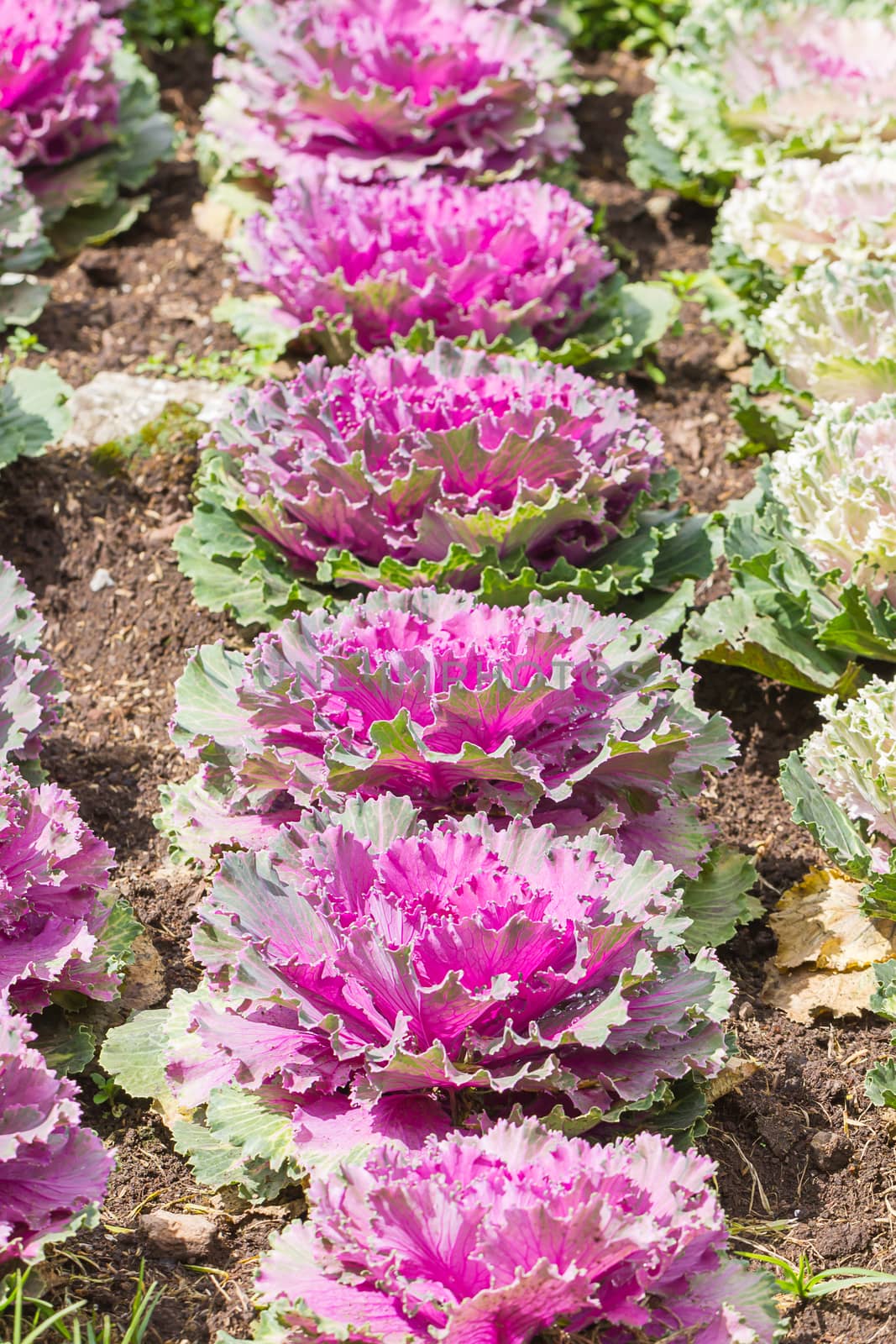 Fresh Cabbage (brassica oleracea) plant leaves  by stoonn