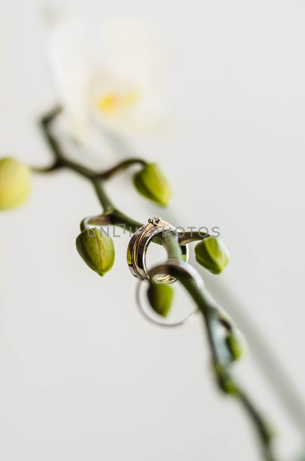 wedding rings by Andreua