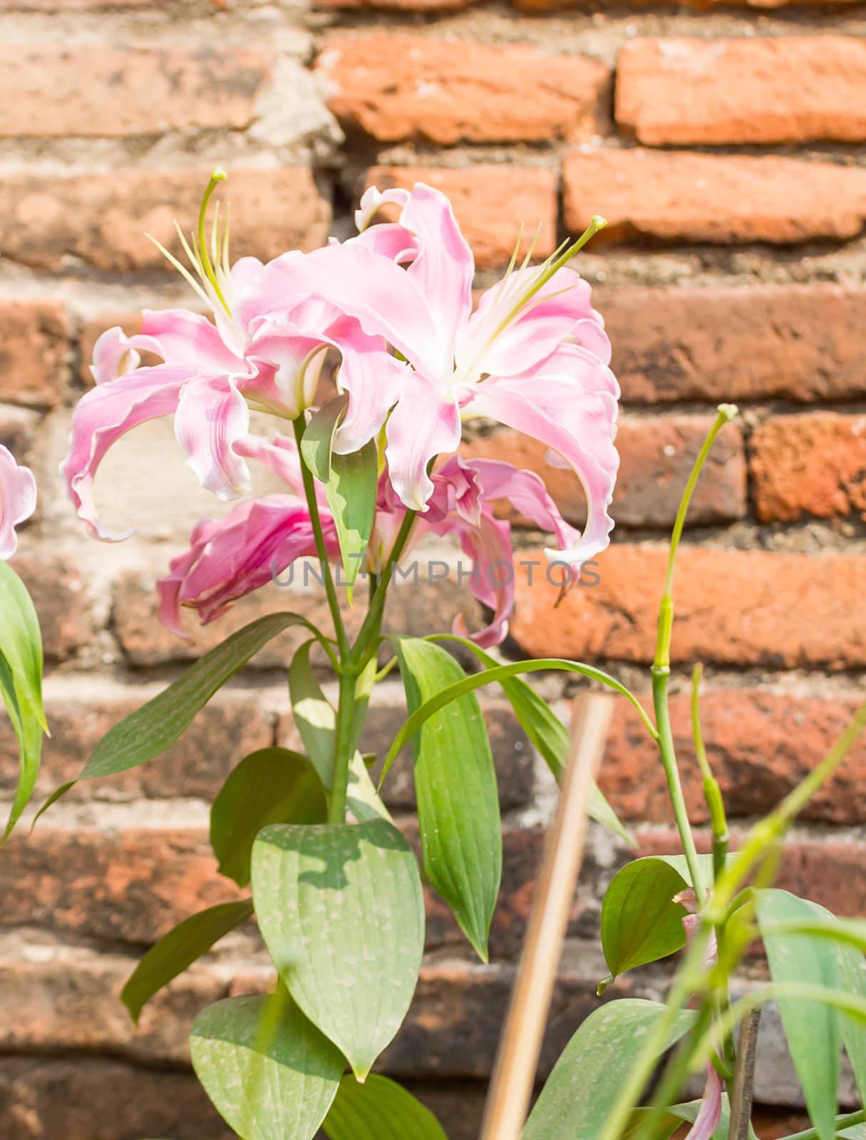 Close up of pink lily flower in garden